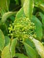 Euonymus myrianthus