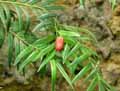 Amentotaxus formosana