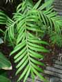 Amentotaxus formosana