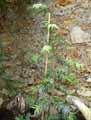 Amentotaxus formosana