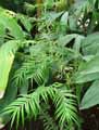 Amentotaxus formosana
