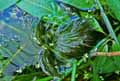 Ceratophyllales