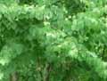 Saxifragales
