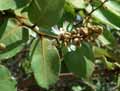 Neocarya macrophylla