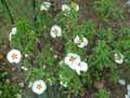 Cistus ladanifer