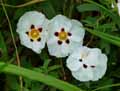 Cistus ladanifer