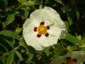 Cistus ladanifer