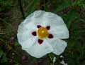 Cistaceae-Cistus-ladanifer-Ciste-a-gomme-Ciste-porte-laudanum.jpg