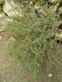 Cistaceae-Fumana-ericoides-Fumana-fausse-Bruyere.jpg