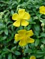 Helianthemum nummularium subsp. nummularium