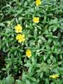 Helianthemum nummularium subsp. nummularium
