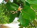 Calophyllum inophyllum