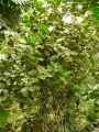 Clusiaceae-Clusia-rosea-Clusia-major-Figuier-maudit-20131125132530.jpg