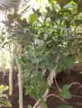 Clusiaceae-Clusia-rosea-Clusia-major-Figuier-maudit-2794jpg