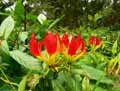 plantes