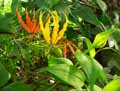 Gloriosa superba