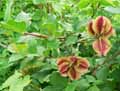 Combretaceae-Combretum-micranthum-Kinkeliba-Combretum.jpg