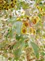Combretaceae-Combretum-sp.-Combretum.jpg