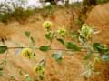 Combretaceae-Guiera-senegalensis-Guiera-du-Senegal.jpg