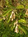 Terminalia avicennioides