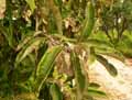 Terminalia avicennioides