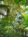 Terminalia bentzoe, Terminalia angustifolia