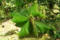 Terminalia catappa