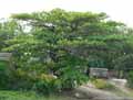 Terminalia cattapa