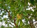 Terminalia macroptera