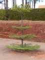 Terminalia mantaly