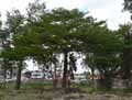 Terminalia mantaly