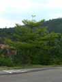 Terminalia mantaly