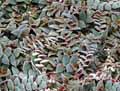 Commelinaceae-Cyanotis-kewensis-Cyanotis-Oreilles-de-chat.jpg