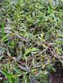 Commelinaceae-Cyanotis-longifolia-Cyanotis-Oreilles-de-chat.jpg