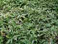 Commelinaceae-Cyanotis-somaliensis-Cyanotis-Oreilles-de-chat.jpg