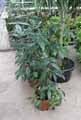Dichorisandra pendula