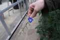 Commelinaceae-Dichorisandra-pendula-Gingembre-bleu.jpg