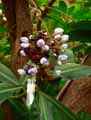 Commelinaceae-Dichorisandra-thyrsiflora-Gingembre-bleu.jpg