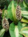 Palisota pynaertii