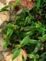 Tradescantia fluminensis
