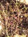 Tradescantia navicularis, Callisia navicularis