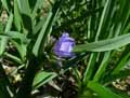 Tradescantia ohiensis