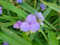 Tradescantia ohioensis