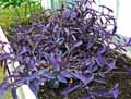 Tradescantia pallida