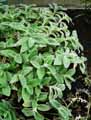 Tradescantia sillamontana