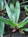 Tradescantia spathacea, Rhoeo discolor, Rhoeo spathacea