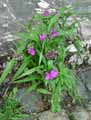 Tradescantia x andersoniana, Tradescantia virginiana