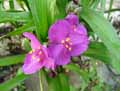 Tradescantia x andersoniana, Tradescantia virginiana