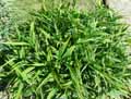 Tradescantia x andersoniana, Tradescantia virginiana
