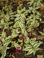 Tradescantia zebrina